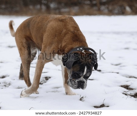 My sweet boxer Marie in a winter wonderland