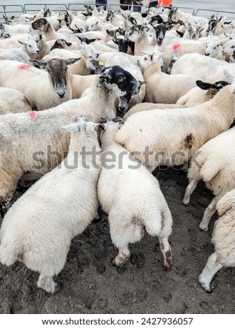 Sheep being gathered in sheepfold at Narin Strand Royalty-Free Stock Photo #2427936057