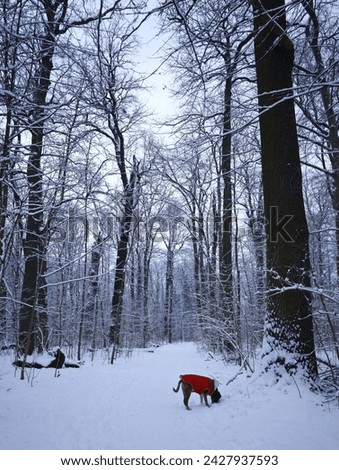 Exploring the winter wonderland at the transition between day and night