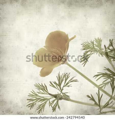 textured old paper background with Californian poppy