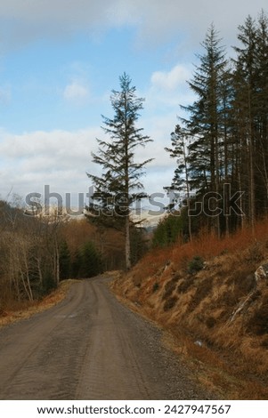 On a MTB path in Yair Forest in Scottish Borders in February,  spruce trees grow around 