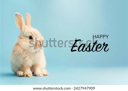 Realistic bunny on light background, with space for text. Background for banner, cover, poster with cute fluffy bunny, blue background, diffused light. Photorealistic Easter cute bunny. Easter concept