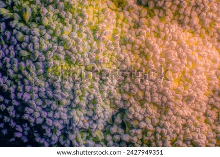 Close picture of broccoli with nice pattern