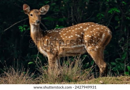 Spotted deer posing at Bhitarkanika national park, Odisha