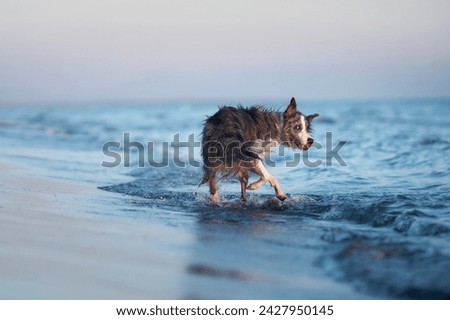 A drenched Border Collie dog trots through shallow sea waters, coat glistening in the sunlight. The playfulness of the pet blends with the serene marine setting, creating a picture of coastal joy