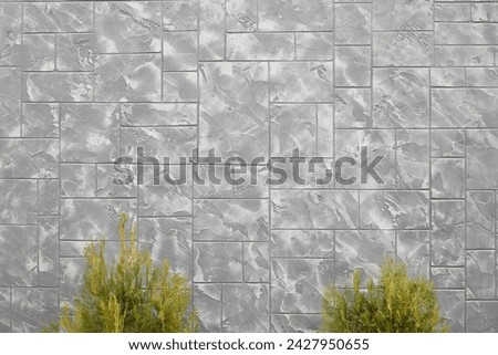 The tops of two thuja bushes. It is located on a gray background of ceramic tiles. Close-up.