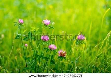 Blooming clover, pink clover flowers in a field among green grass Royalty-Free Stock Photo #2427952791