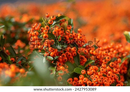 Pyracantha coccinea scarlet firethorn ornamental shrub, bright orange group of fruits hanging on autumnal shrub, green foliage Royalty-Free Stock Photo #2427953089
