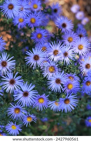Blue aster flowers blooming in the garden