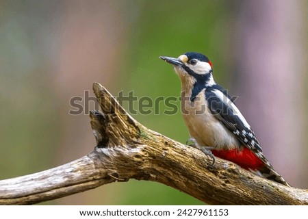 Closeup of a great spotted woodpecker bird, Dendrocopos major, perched in a forest in Summer season Royalty-Free Stock Photo #2427961153