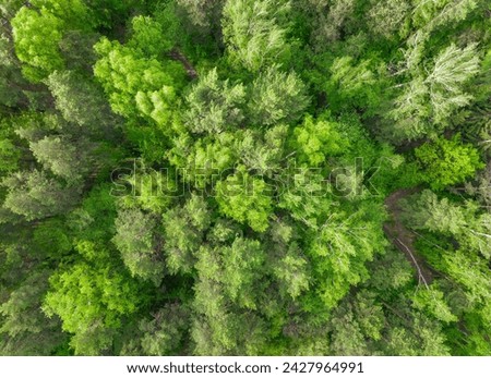 Aerial top view of summer green trees in forest. Drone photography. Ecology in Europe. Aerial view