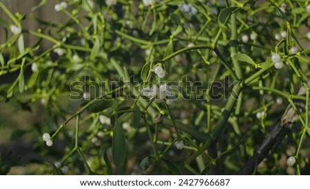 Parasitic Green Mistletoe Twig Sprig with White Berries Seed Balls