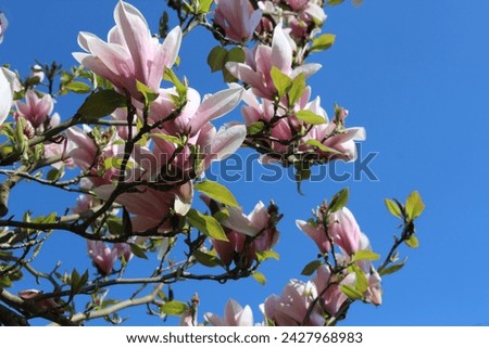 Close up of magnolia tree