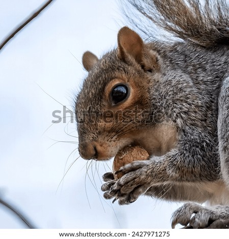 Picture of a squirrel trying to put an acorn in its mouth