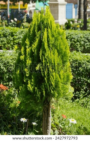 Thuja Verde plant (Thuja Occidentalis) known as arborvítae or as species Platycladus orientalis (L.) Franco, belongs to the plant family Cupressaceae. Royalty-Free Stock Photo #2427972793