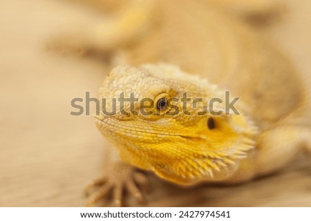 Agama is a genus of lizards from the agamidae family that lives in Africa.