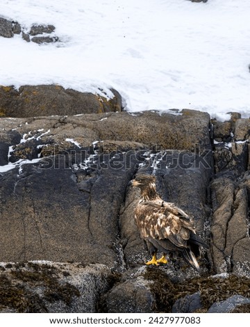 A sea eagle is resting above a rock