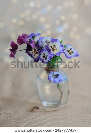 Red, blue pansy flowers with water drops in a glass vase and a gray blurred background with blue, yellow bokeh. Shallow depth of field. Airy atmosphere. Art photography. Close-up, top view, copy space