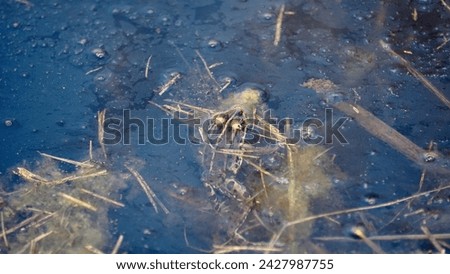 Ecology and behavior of Pelophylax ridibundus: The Marsh frog, at the pond. Winter season      Royalty-Free Stock Photo #2427987755