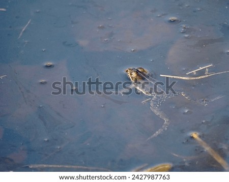 Ecology and behavior of Pelophylax ridibundus: The Marsh frog, at the pond. Winter season      Royalty-Free Stock Photo #2427987763