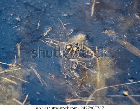 Ecology and behavior of Pelophylax ridibundus: The Marsh frog, at the pond. Winter season      Royalty-Free Stock Photo #2427987767