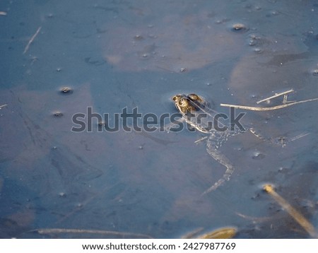 Ecology and behavior of Pelophylax ridibundus: The Marsh frog, at the pond. Winter season      Royalty-Free Stock Photo #2427987769