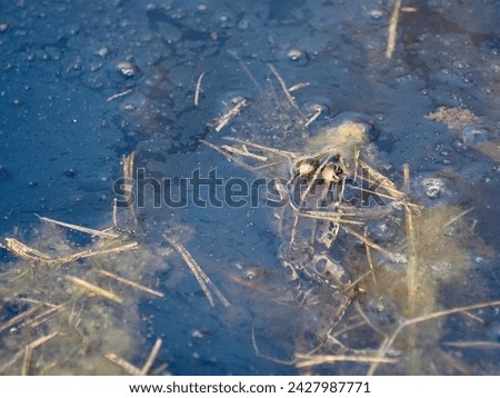 Ecology and behavior of Pelophylax ridibundus: The Marsh frog, at the pond. Winter season      Royalty-Free Stock Photo #2427987771