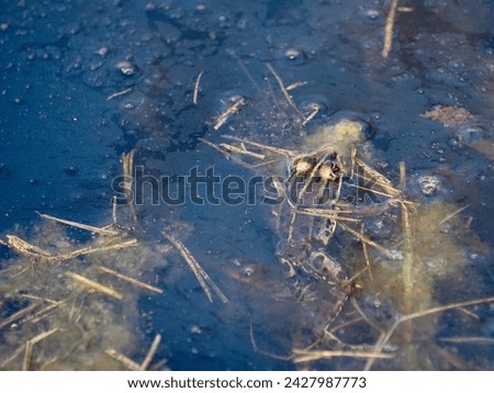 Ecology and behavior of Pelophylax ridibundus: The Marsh frog, at the pond. Winter season      Royalty-Free Stock Photo #2427987773