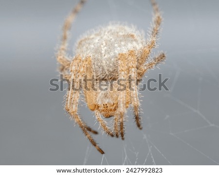Large light brown barn orbweaver spider waiting for prey on its web with blurred gray background Royalty-Free Stock Photo #2427992823