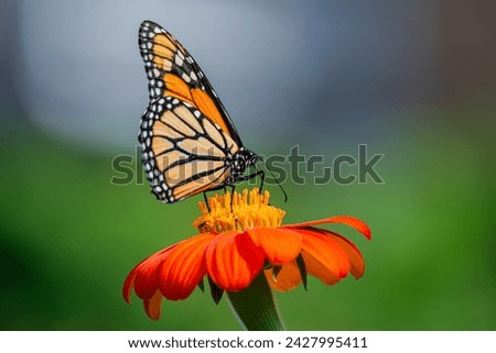 The monarch butterfly or simply monarch is a milkweed butterfly in the family Nymphalidae. Other common names, depending on region, include milkweed, common tiger, wanderer, and black-veined brown