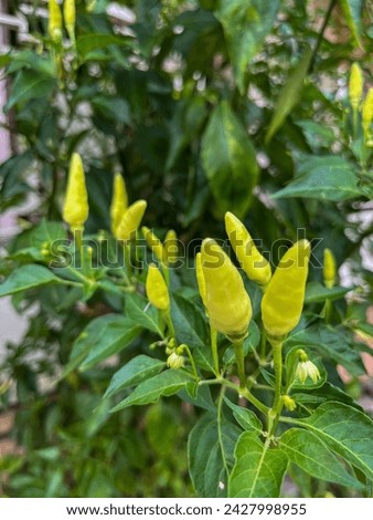 green chilies that grow abundantly in the garden