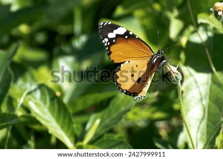 A perspective photograph of a butterfly in a natural forest feeding on a flower, against an unpopulated and quiet out-of-focus background. Royalty-Free Stock Photo #2427999911