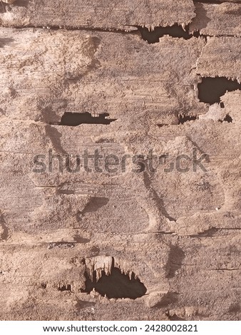 an abstract texture of a dead wood object is very interesting as a background object