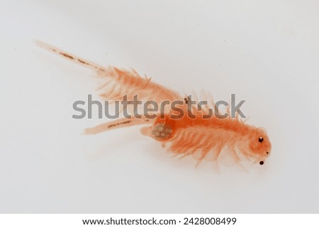 Brine shrimp, live foods for aquarium fish, fresh hatched brine shrimp (Artemia salina) Royalty-Free Stock Photo #2428008499