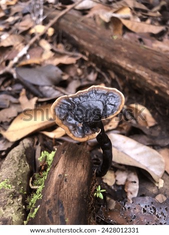 Amauroderma rugosum, a common mushroom that normally found on the forest floor. It’s not edible. Royalty-Free Stock Photo #2428012331