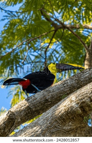 Costa Rica as a home to Keel-billed toucans which are colorful birds with large beaks