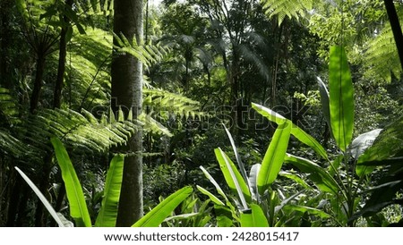 Trunk of a large tree from the Atlantic forest, the guapuruvu among fern foliage Royalty-Free Stock Photo #2428015417