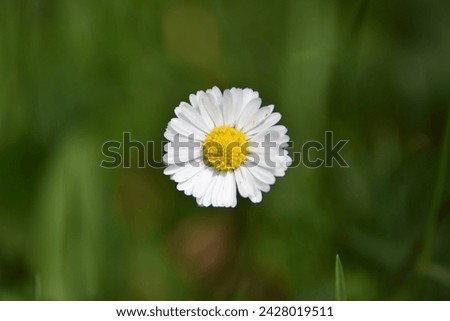  As a flower, daisies symbolize innocence, purity, loyalty, patience, and simplicity.  It has numerous spoon-shaped, slightly hairy leaves near its base that form a rosette.