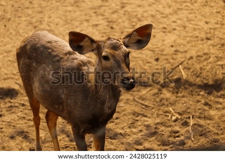 Close up of a sambar dear in a zoo, A deer posing in a zoo in India  Royalty-Free Stock Photo #2428025119