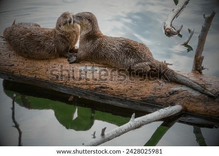 Japanese River Otter (Lutra lutra whiteleyi): The Japanese river otter was declared extinct in 2012, primarily due to habitat loss, pollution, and overhunting.