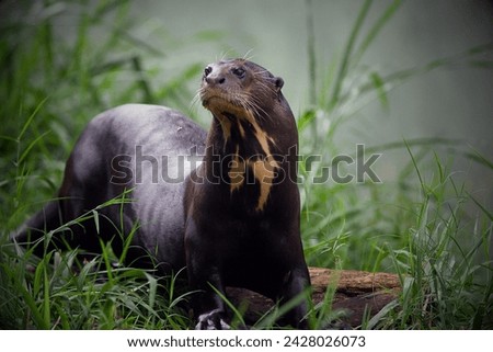 Japanese River Otter (Lutra lutra whiteleyi): The Japanese river otter was declared extinct in 2012, primarily due to habitat loss, pollution, and overhunting.