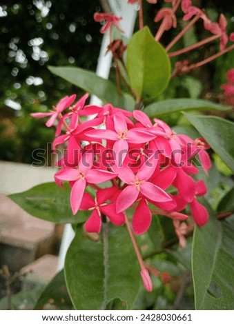 ixora javanica is a flower that is often found as an ornamental plant in gardens or home gardens. beautiful colors and easy to live. so many people plant it as decoration. Royalty-Free Stock Photo #2428030661