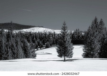Winter landscape with fir trees in mountains. Black and white photo.