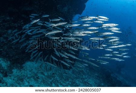 Underwater barracuda fish shoal. Barracudas in the underwater world. Barracuda fishes underwater. Underwater barracuda fishes Royalty-Free Stock Photo #2428035037