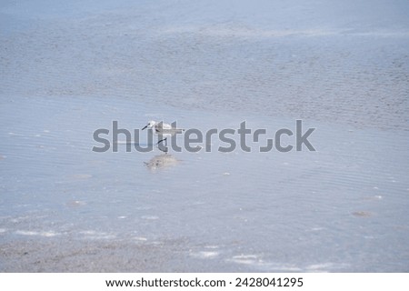 Western sandpiper (Calidris mauri) is a small shorebird. This is one of the most abundant shorebird species in North America, with a population in the millions. Royalty-Free Stock Photo #2428041295