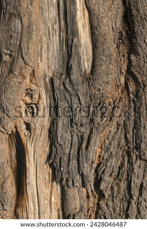 Old tree texture. Bark pattern, For background wood work, Bark of brown hardwood, thick bark hardwood, residential house wood. nature, tree, bark, hardwood, trunk, tree , tree trunk close up texture Royalty-Free Stock Photo #2428046487