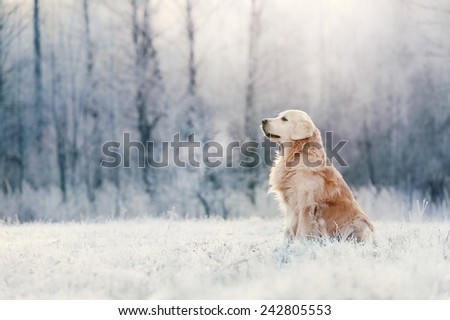 Golden Retriever in frost Royalty-Free Stock Photo #242805553