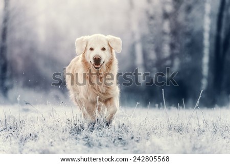Golden Retriever run in frost Royalty-Free Stock Photo #242805568