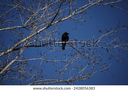 Black Bird with Blue background and gray branches 
