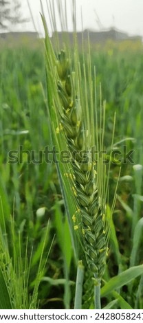 Wheat flour in Land closeup photo graphic image 